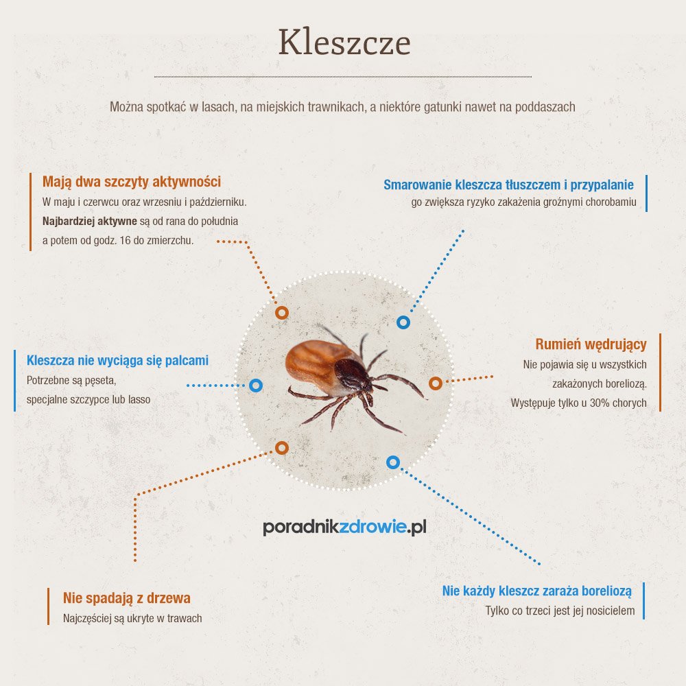 kleszcze infografika